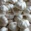 Fresh pure white garlic