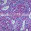 School and Medical Hot Sale Human Chromosome microscope prepared slides