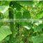 Plants Protection Net/BOP Trellis Netting