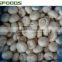 Sell Frozen IQF White Champignon Mushroom whole/slices