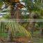 natural coconut fruit palm tree