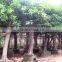 Ficus altissima
