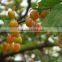 Fruit Tree Seedling