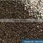 VIETNAM WET POLISHED ROBUSTA COFFEE BEANS S16(+841657106604 - WHATSAPP)