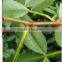 NEW TOMAR SEED OIL Zanthozylum