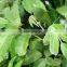 100% PURE & NATURAL QUALITY ELEMI OIL