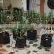 in door plant pot