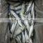 Sea Frozen Horse Mackerel