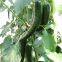 Dark Green Pepper Seeds Hot Pepper Greenhouse Plant Pepper Seeds No.42