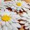 White Felt Daisies,Die Cut Felt Flowers