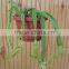 Premium Grade Cissus Quadrangularis Powder Sales And Export