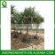 Pandanus utilis palms (6)