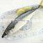 IQF frozen pacific mackerel fish yellow tail pacific mackerel