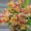 Excellent quality OEM export narcissus lily wholesale