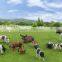 farm color plastic miniature 3d model animals in HO scale