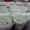 Best Seller Gypsophila Plant .Com Cut Flower Babybreath