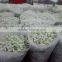 Wholesale Flower Decoration Hobby Lobby Wholesale Flowers Fresh Cut Gypsophila