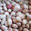 Bottom price for canned light kidney beans