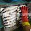 Frozen Scomber Japonicus Fish