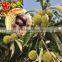 Organic Fresh Chestnut wholesale Chestnuts Price