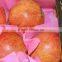 Fresh Egyptian Pomegranate crops 2015