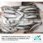 Wholesale Frozen sardine fish