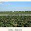 wholesale fresh pumpkin seeds GWS ton price