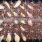 204cells hydroponic seed germinator trays, 0.8mm thickness, 165g