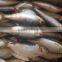 Fresh sardine for bait on sale