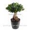 Artificial Bonsai Tree Topiary gingseng ficus bonsai tree