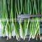 wholesale good quality factory price Chinese frozen green onion