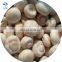 Delicious White  Frozen  Mushroom Champignon Nameko Edulis Bolitus