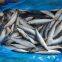 Pacific Mackerel 100-200