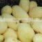 300-500Kg/Hr Industrial Potato Peeling Machine