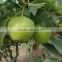 2016 new crops Fresh su pear