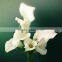 White wedding bridal calla lily bouquets