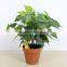 fresh design cheap artificial plants artificial money tree