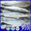 Frozen Spanish Mackerel Fillets / Frozen Sea Food