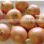 fresh fresh small onion for sale