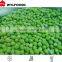 Good price frozen baby oyster mushroom 2016 with Grade A