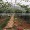 Greenhouse irrigation project for grape