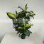 fake decorative dieffenbachia rohdea artificial evergreen wholesale