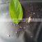 Waterproof Tent Fabric for Umbrella And Bags