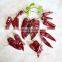 2016 New Corp red chili sauce