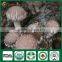 China Supplier of Organic Cap Stem Whole Part Fresh Dry Supplier Edibal Mushroom Lentinula Edodes