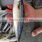 Canned Mackerel in Tomato Sauce