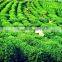 Green Tea Extract 80%-90% Epicatechin/ EC