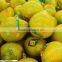 white fresh grapefruit Citrus maxima