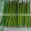 Top quality Frozen green asparagus for 1 kg packed per carton