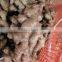 VIETNAM FRESH GINGER